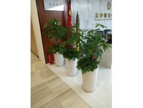 组合盆景