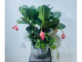 宝莲灯