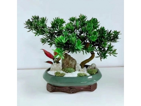 罗汉松盆景