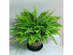 肾蕨
