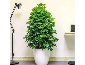 塔形鸭掌木
