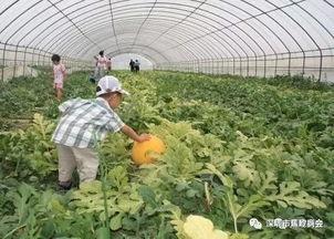 诏安客家农夫网红,田间地头的“新农人”传奇