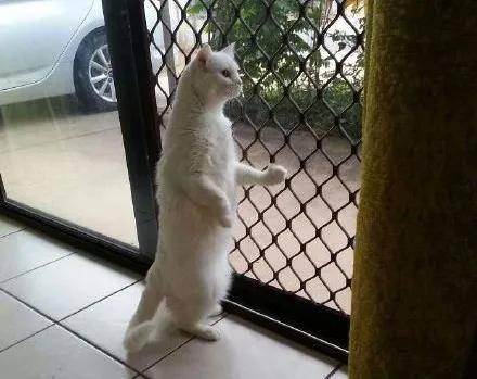 吃瓜小野猫,揭秘娱乐圈背后的那些事儿