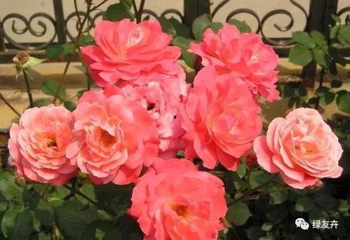 微头条如何养月季,微头条教你轻松养出美丽花朵