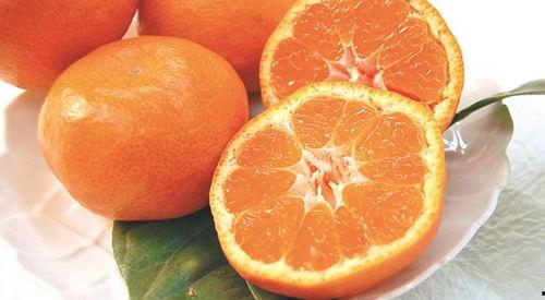 阳江批发水果新闻头条,新鲜果品热销全国