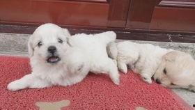 仓鼠吃瓜视频全集,全集视频趣味回顾