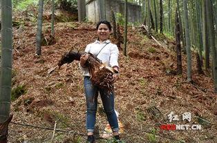 红网笋,探寻红色文化传承与创新之路