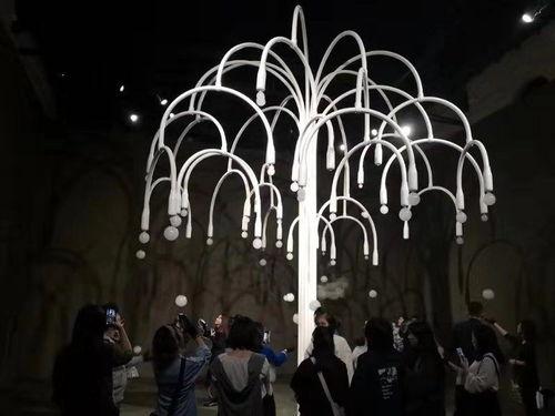 网红烟泡树定制出售,独特植物，个性家居新宠