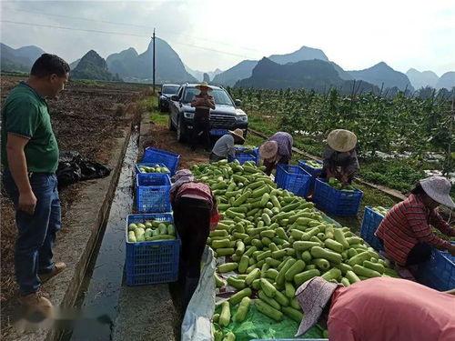 汉台吃瓜扶贫,趣味扶贫新风尚