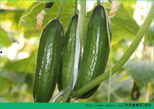 胆结石可以吃瓜么,瓜类食物的食用指南