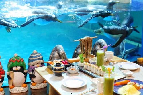 大连可以看企鹅的日料,邂逅南半球萌宝的味蕾之旅