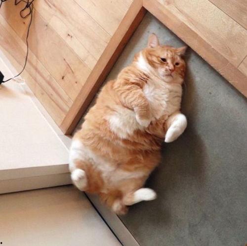 橘猫网红,萌态可掬，网络人气爆棚