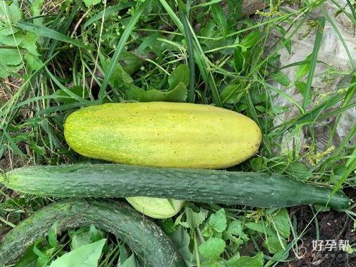 leo6自己吃瓜,揭秘娱乐圈的甜蜜与苦涩