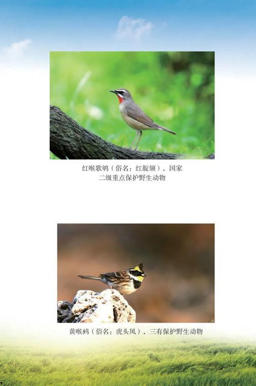 今日头条保护野生鸟类,今日头条助力野生鸟类保护行动