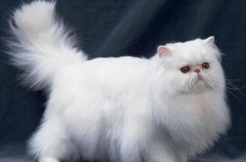 吃瓜直播波斯猫,吃瓜直播波斯猫的奇幻之旅