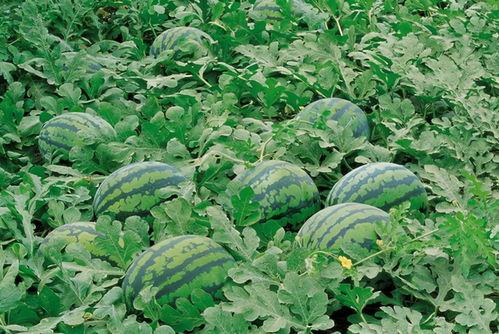 青叶吃瓜后续,揭秘娱乐圈背后的秘密与真相